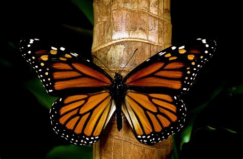 Teotihuacan en línea: Mariposa Monarca llegó al Estado de ...