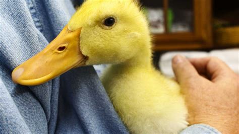 Ter patos domesticados como animais de estimação é possível