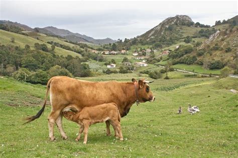 Ternera Asturiana IGP, una carne deliciosa “por naturaleza” | Comer