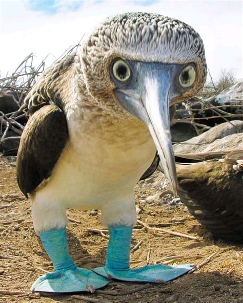 Ternurita de patitas azules | Animales raros, Aves raras ...