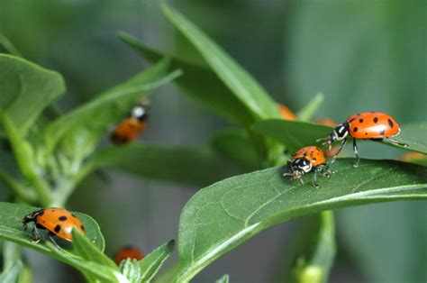 TERRA INCOGNITA : Insectos que usan las plantas como ...
