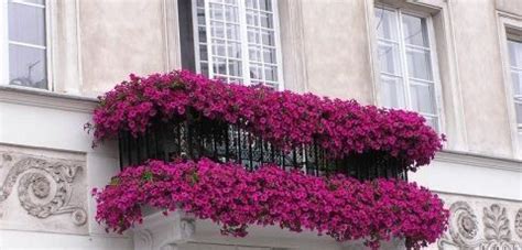 Terrazas y balcones en flor | EROSKI CONSUMER | Jardines ...