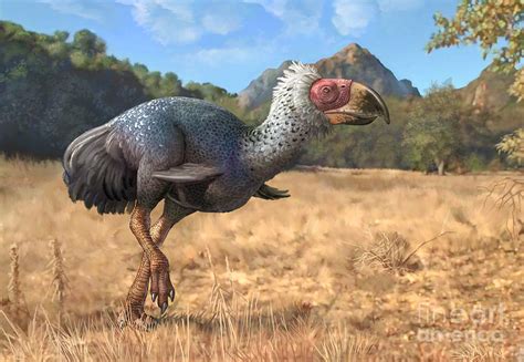 Terrierman s Daily Dose: The North American Terror Bird