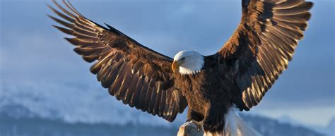 Terroristas de la paz : Animales majestuosos: El Águila.