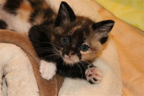 Tesha s new kitten, Millie, too cute for words. | Cat ...