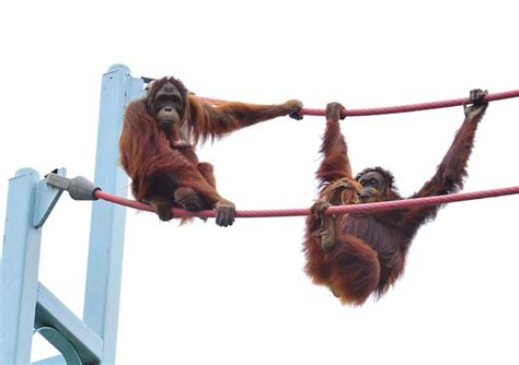 Thai Panda: Two Orangutans watch zoo goers from high on a ...