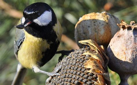 The 10 best winter plants to attract and feed wild garden birds
