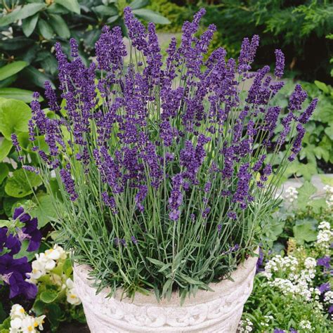 The 10 Mosquito Repelling Plants You Need in Your Garden