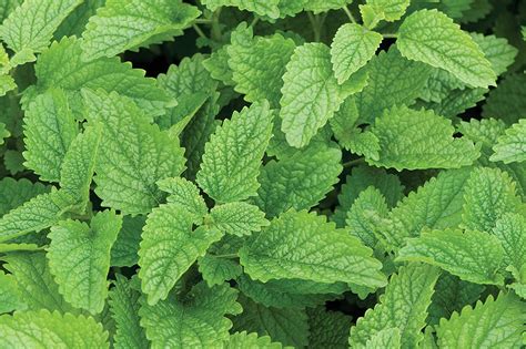 The 10 Mosquito Repelling Plants You Need in Your Garden