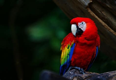 The 10 Most beautiful Exotic Birds In The World