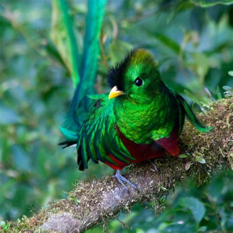 The 10 Most beautiful Exotic Birds In The World