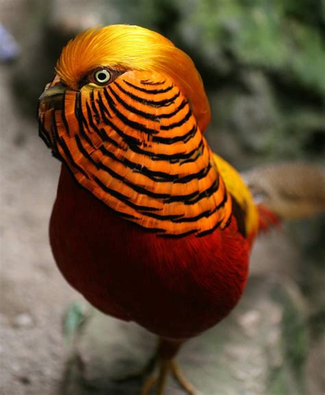The 10 Most beautiful Exotic Birds In The World