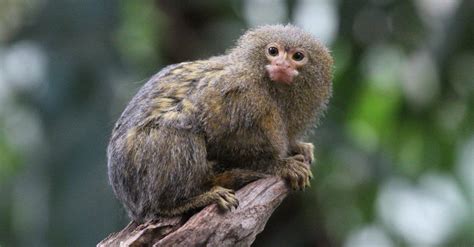 The 10 Smallest Monkeys in the World   AZ Animals