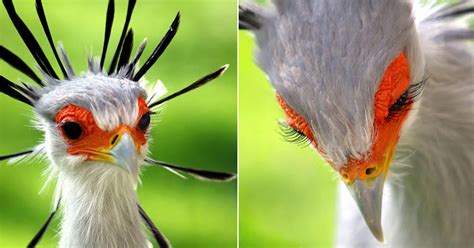 The 4 Feet Tall Birds’ Named Secretary Birds Are So Gorgeous