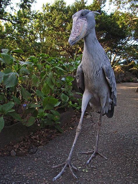 The 5 foot tall shoebill. Imagine seeing this thing walk towards you ...