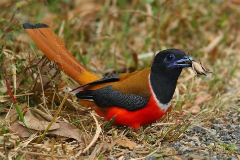 The 5 Most Beautiful Species of Birds in India | birds ...