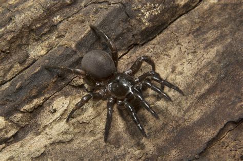 The 5 most dangerous spiders of Australia   Flick Pest Control