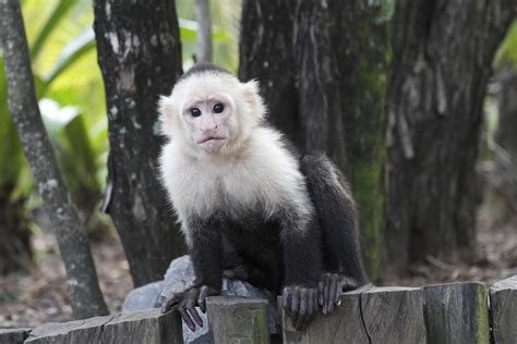 The ABCs of Taking Care of Your Pet Capuchin Monkey   Pet ...