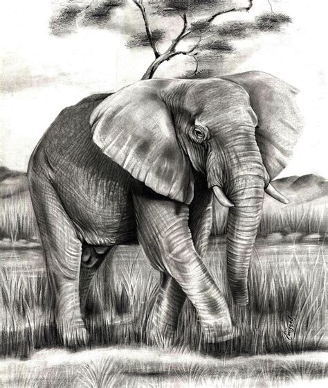 The_african_elephant Drawing by Emizael Moura