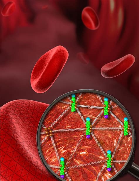 The amazing flexibility of red blood cells | EurekAlert ...