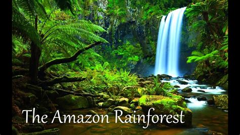 The Amazon Rainforest Facts  HD    YouTube