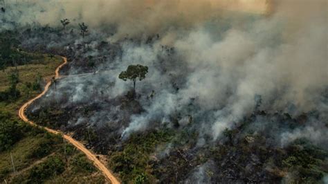 The Amazon rainforest fires and Hong Kong: what s our ...