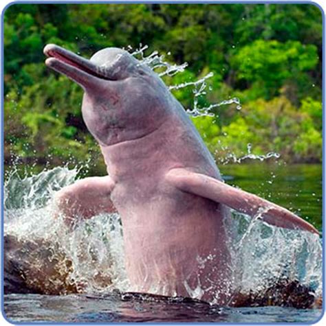 The Amazon River Dolphin | The Life of Animals