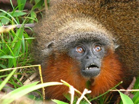 The Animal Blog — Caqueta Titi Monkey by Thomas Defler