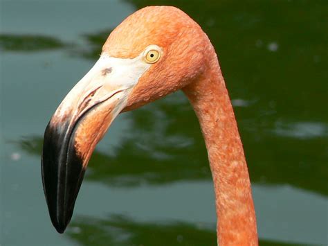 The arcuate bill of this American Flamingo  Phoenicopterus ...