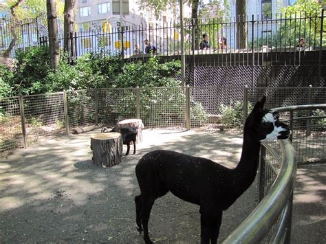 The Beauty Of Central Park Zoo Animals | National Park
