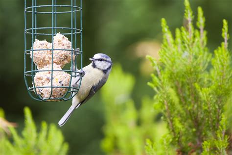 The Benefits of Feeding the Birds