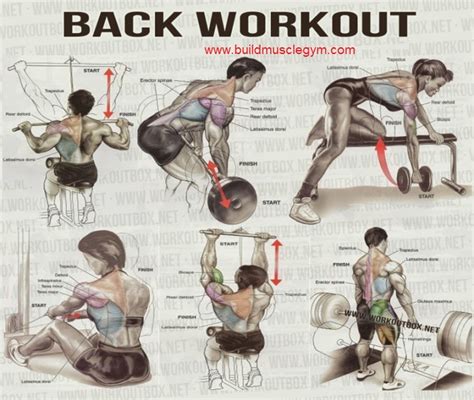 THE BEST BACK EXERCISES NEW 2016