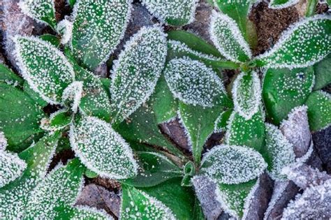 The Best Cold Weather Resistant Plants for Gardens and Pots