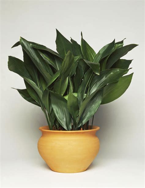 The Best Indoor House Plants and How to Buy Them | A house ...