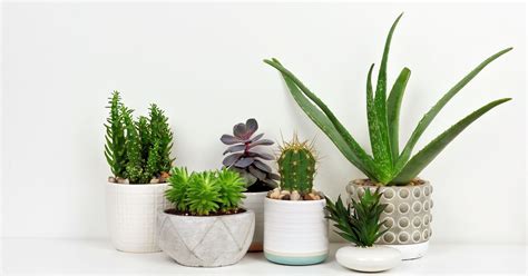 The best places to buy plants online: Amazon, The Sill, Bloomscape, and ...