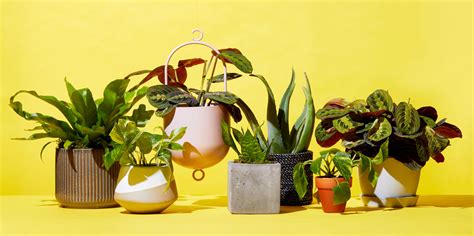 The Best Places to Buy Plants Online   Cheap Indoor Plants to Order