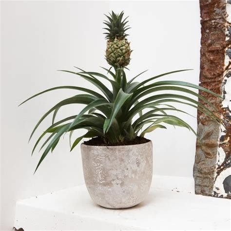 The Best Places To Buy Plants Online — House Plants For Sale