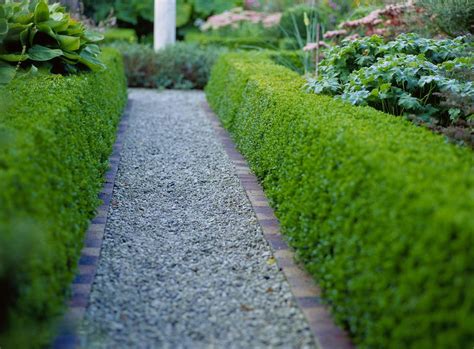The Best Shrubs and Trees to Make Hedges