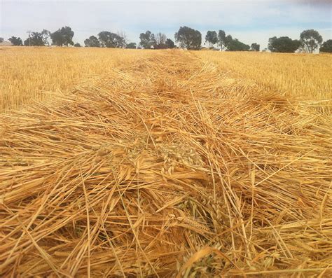 The best ways to control herbicide resistant wild oats ...