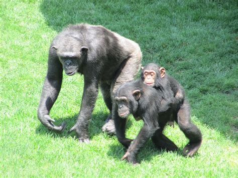 the #bioparc chimpanzee family outing, #valencia ...