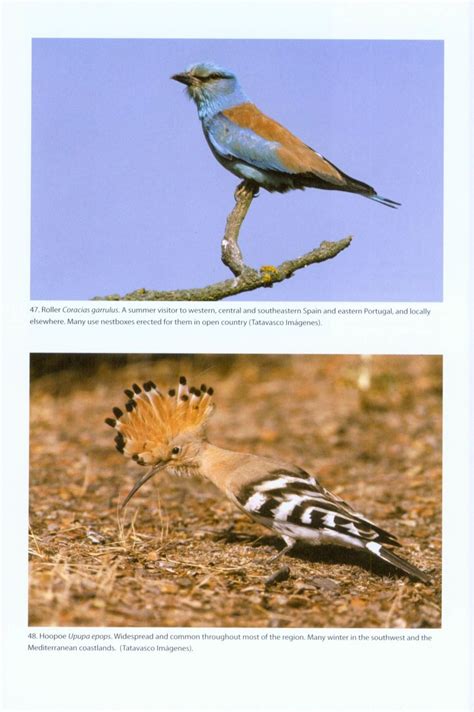 The Birds of the Iberian Peninsula: Eduardo de Juana ...