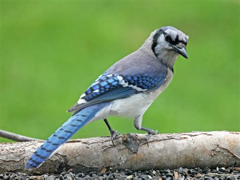 The Blue Jay | Canadian Lovely Bird Basic Facts ...