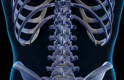 The Bones Of The Lower Back Digital Art by MedicalRF.com