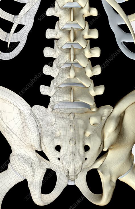The bones of the lower back   Stock Image   F001/5511 ...