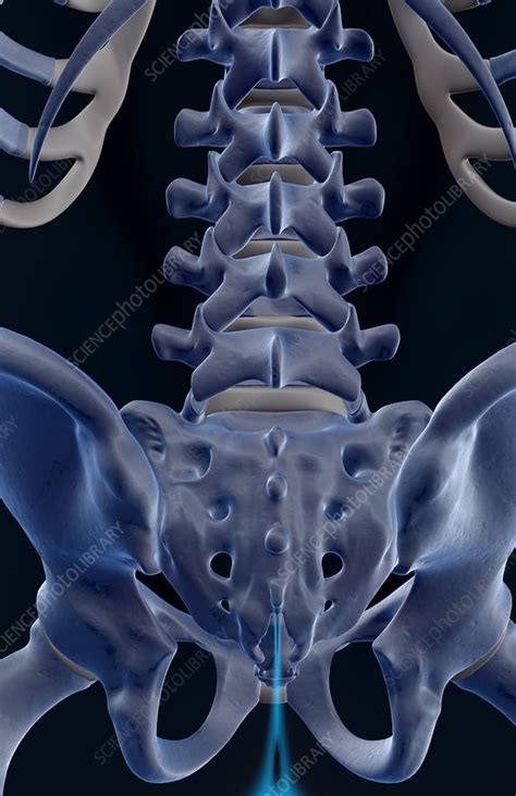 The bones of the lower back   Stock Image   F001/6386 ...