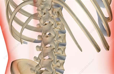 The bones of the lower back   Stock Image   F001/7656 ...