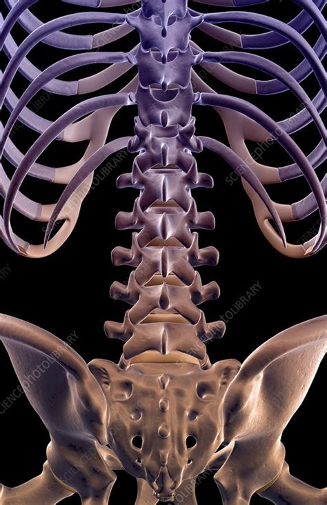 The bones of the lower back   Stock Image   F001/8190 ...