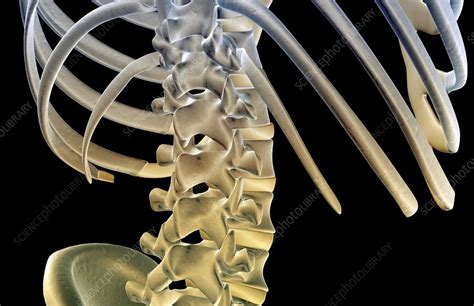 The bones of the lower back   Stock Image   F001/9329 ...