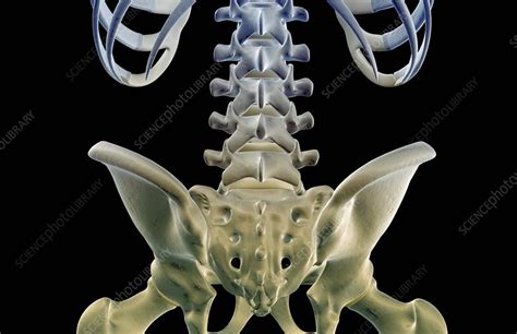 The bones of the lower back   Stock Image   F001/9857 ...
