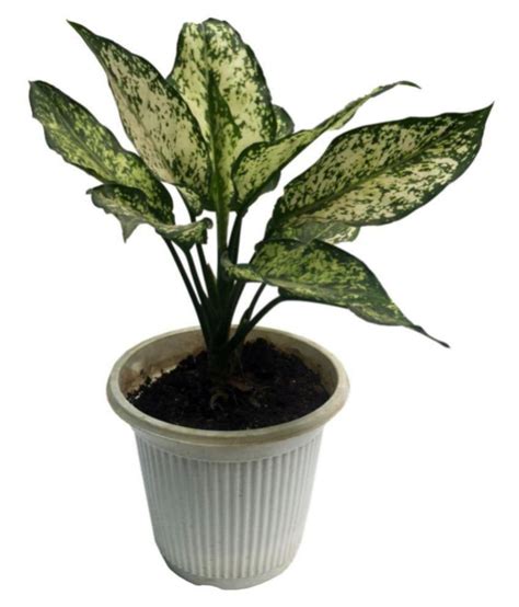 The Bonsai Plants Aglaonema Costatum Evergreen Indoor Ornamental Plant ...